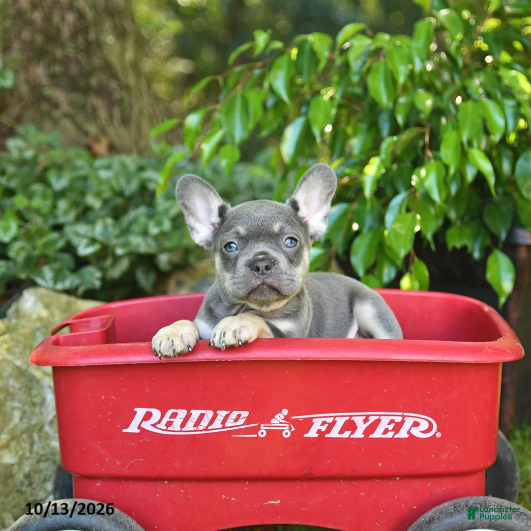 French Bulldog dogs for sale: Chase - Ad 1