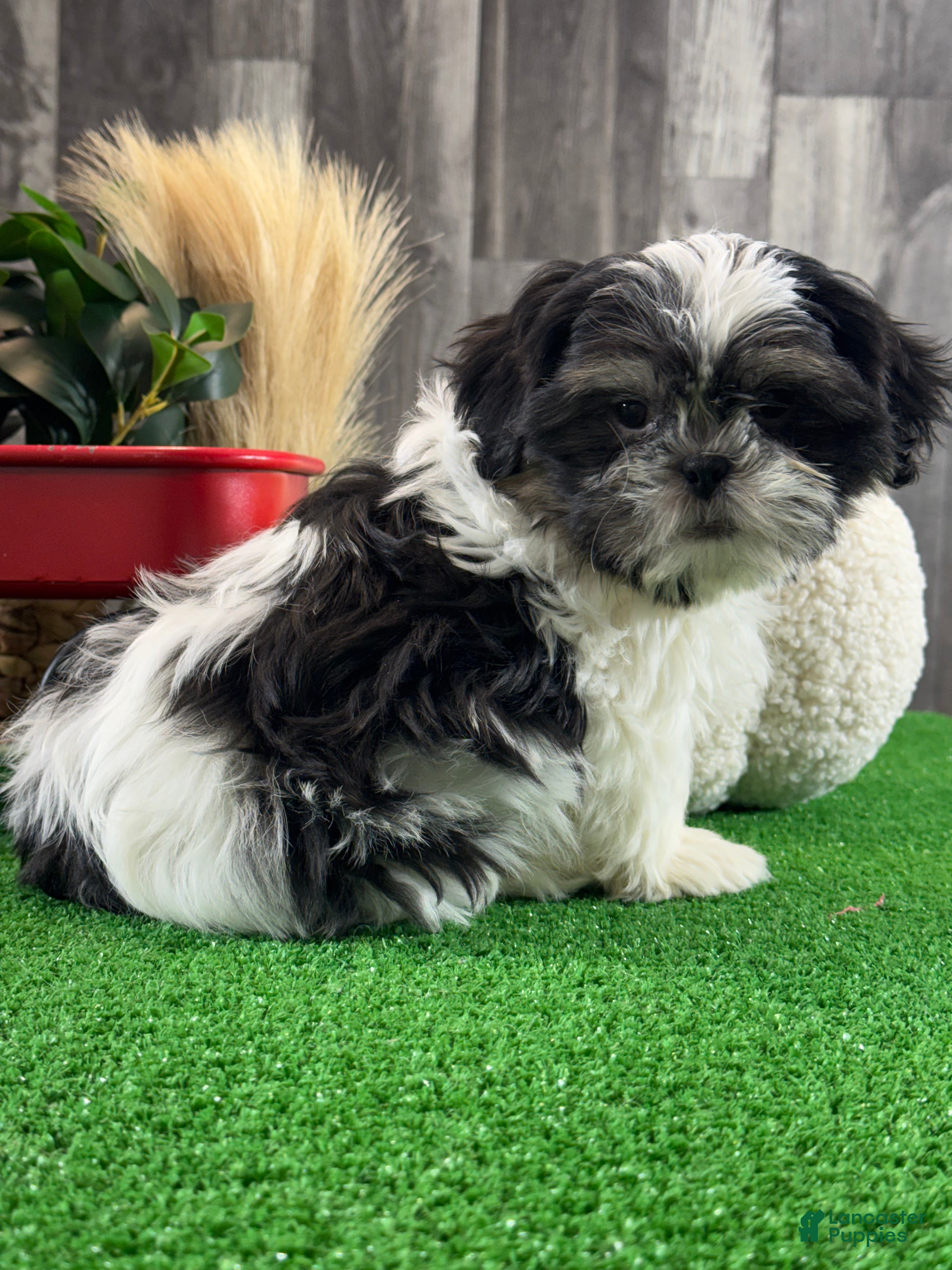 Shih Tzu dogs Smokey  - Ad 6