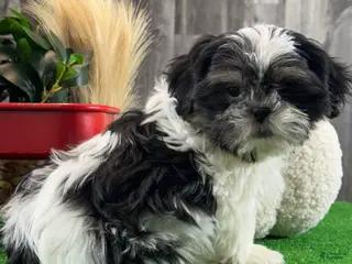 Shih Tzu dogs Smokey - Ad 41