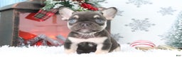 French Bulldog dogs for sale: Rover - Ad 2