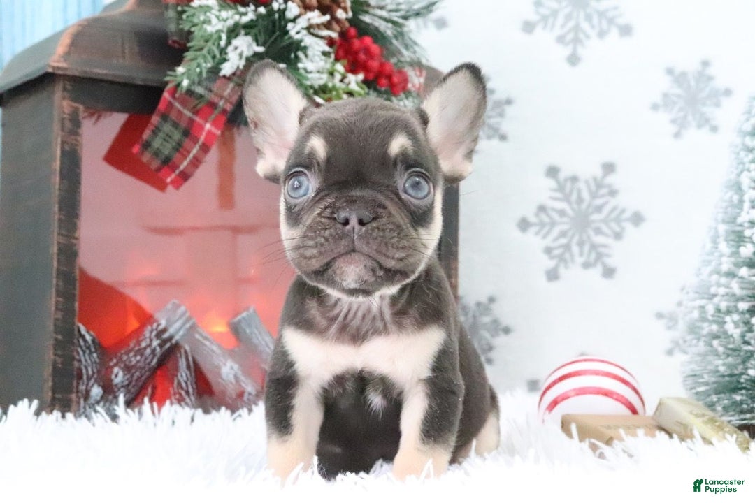 French Bulldog dogs for sale: Rover - Ad 2