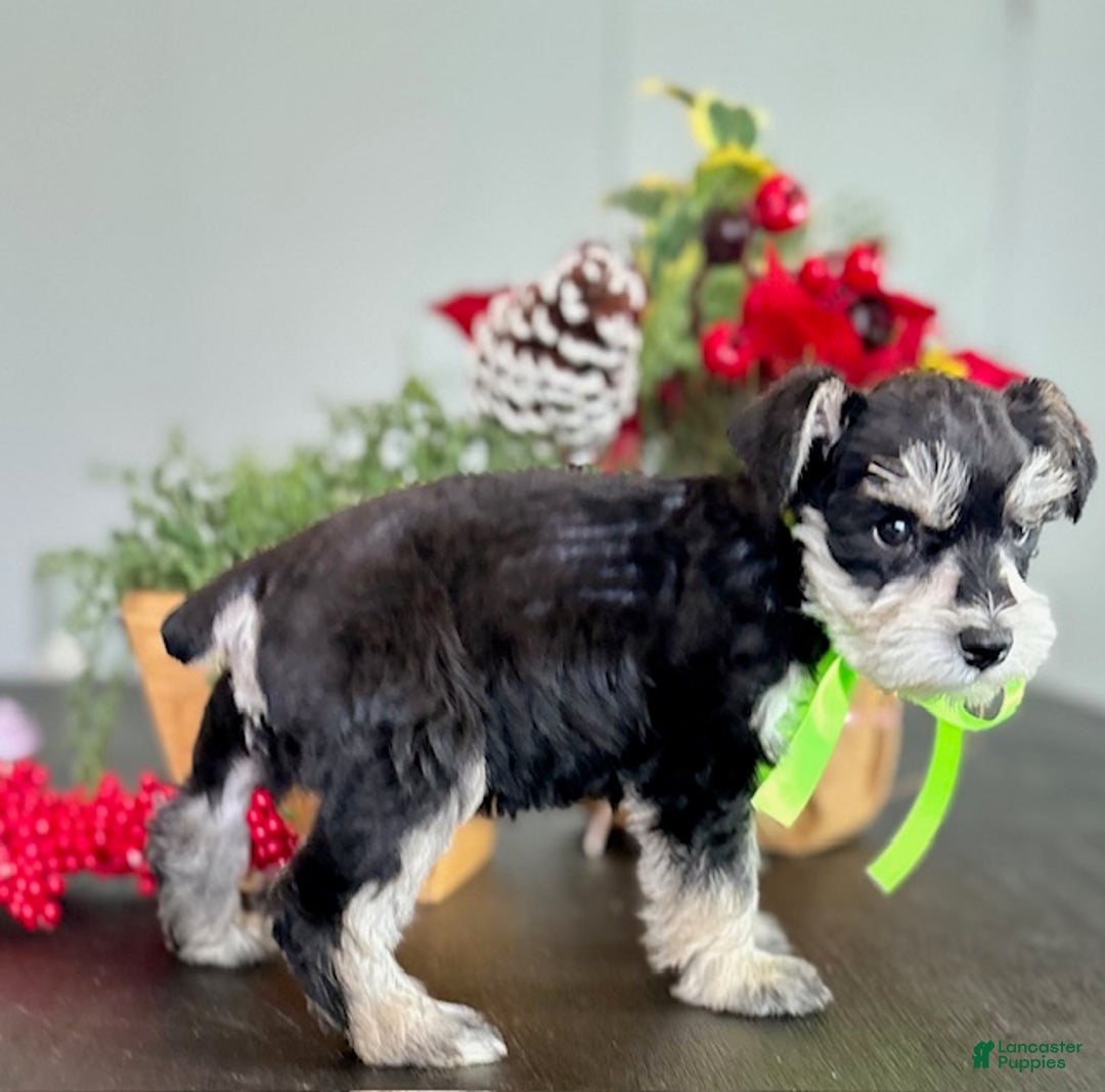 Miniature Schnauzer dogs for sale: Jack - Ad 2