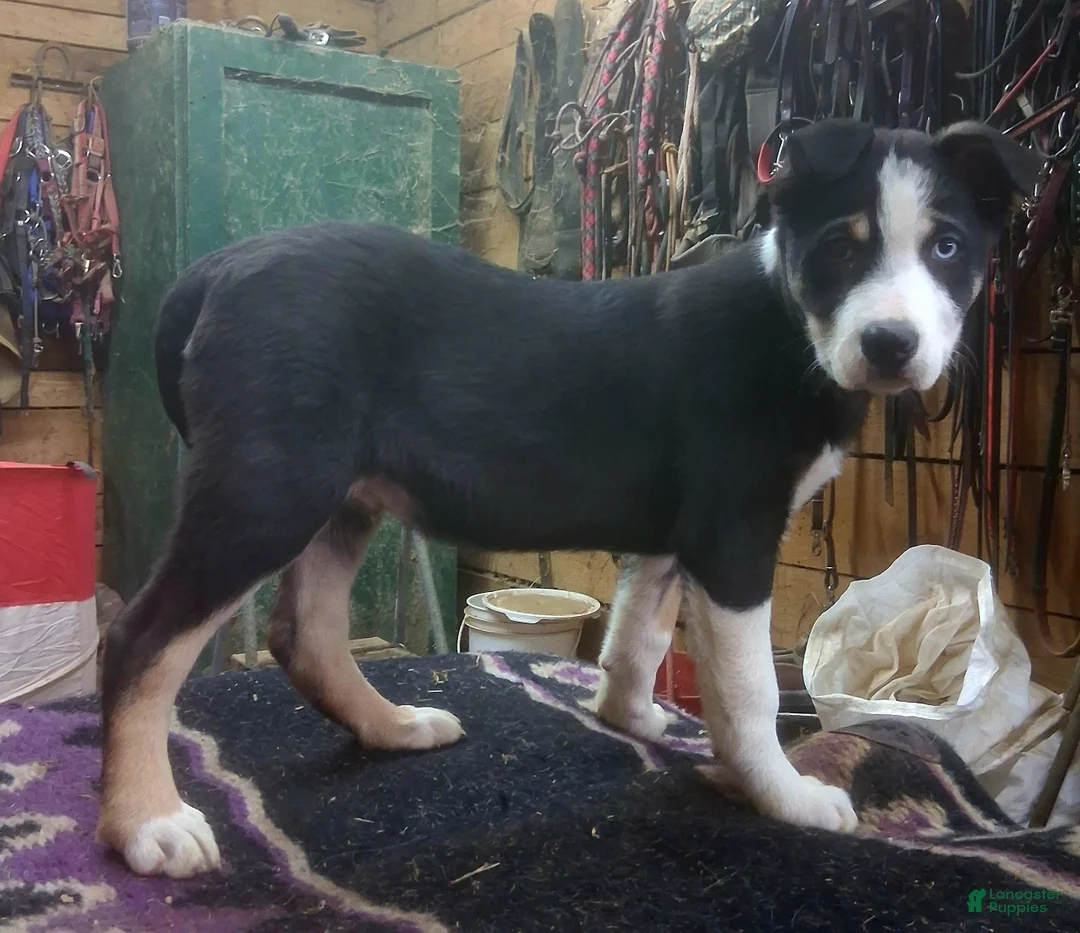Border Collie dogs for sale: Border Collie Puppy 1 - Ad 5