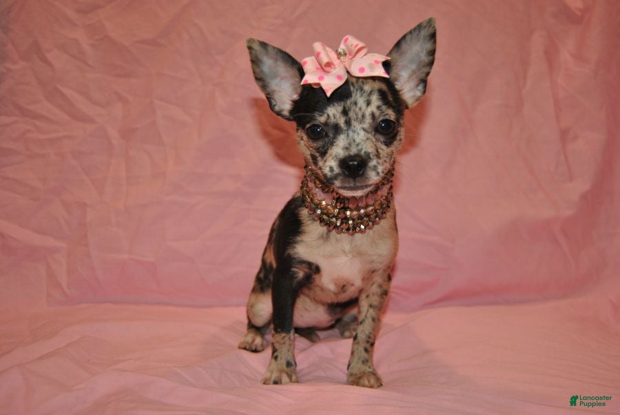 Chihuahua dogs Lady - Ad 1