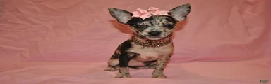 Lady