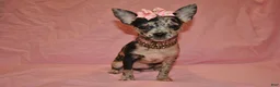 Chihuahua dogs for sale: Lady - Ad 1