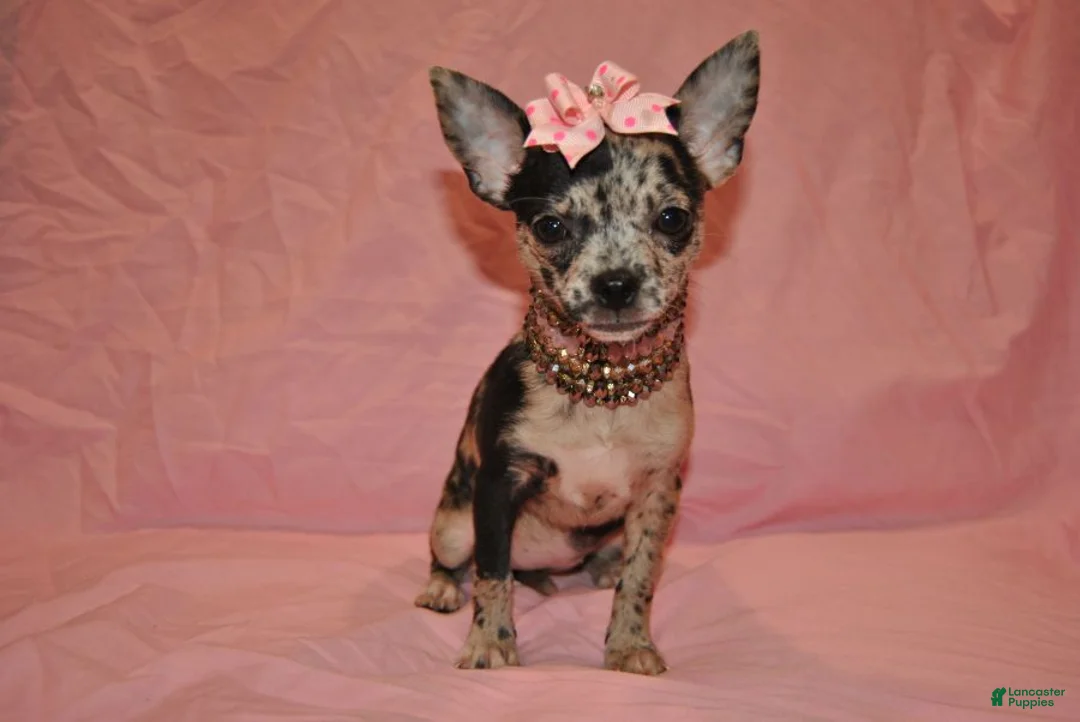 Chihuahua dogs for sale: Lady - Ad 1