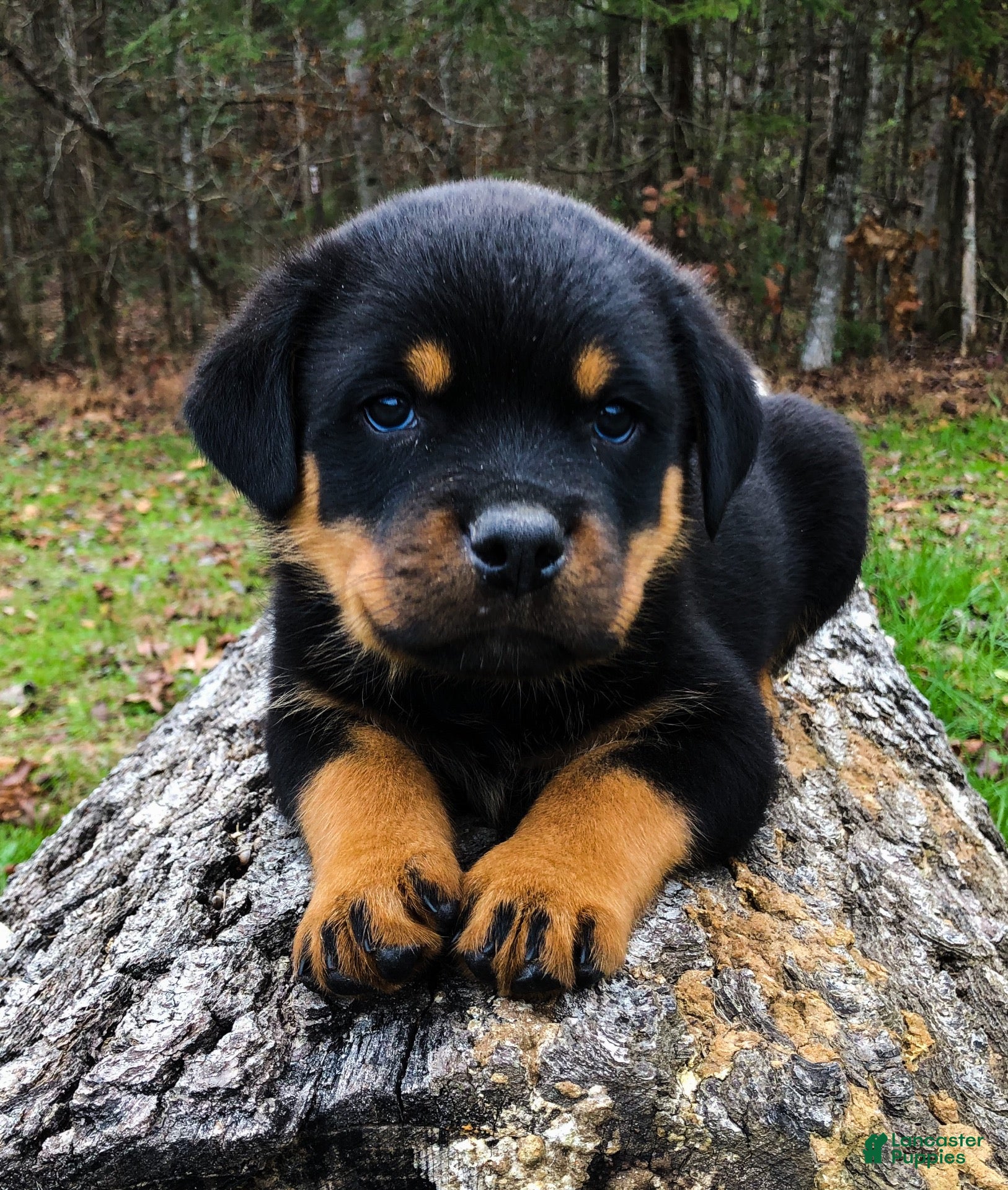 Rottweiler dogs Rottweiler 1 - Ad 1