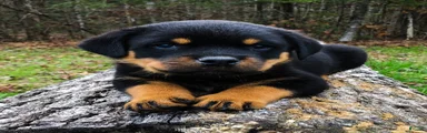 Rottweiler 1
