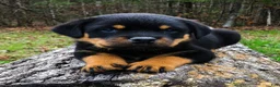 Rottweiler dogs for sale: Rottweiler 1 - Ad 1