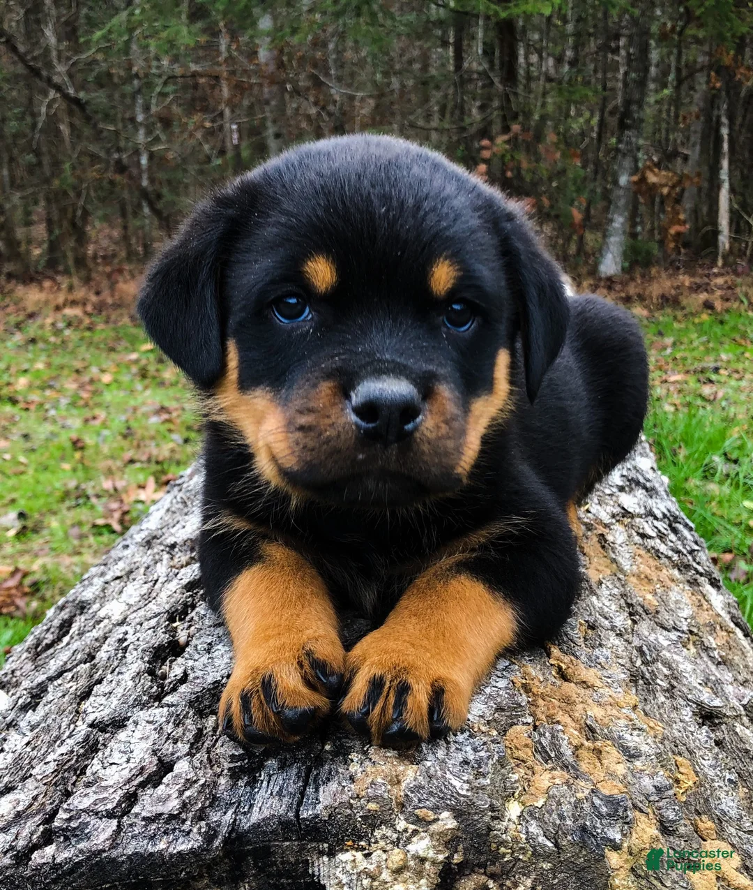 Rottweiler dogs for sale: Rottweiler 1 - Ad 1