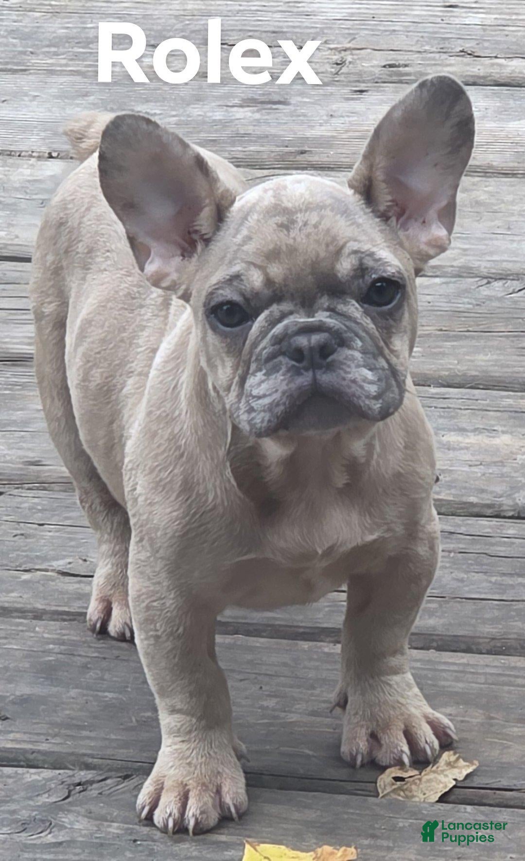 French Bulldog dogs French Bulldog 2 - Ad 1