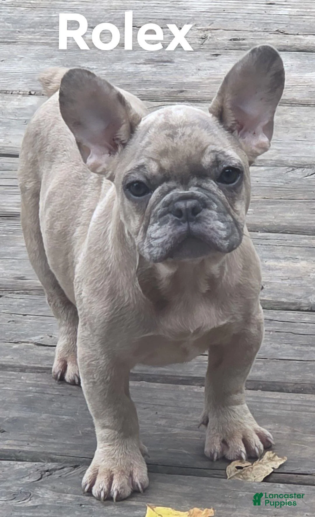 French Bulldog dogs for sale: French Bulldog 2 - Ad 1