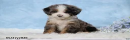 Mini Bernedoodle dogs for sale: Delfina - Ad 1
