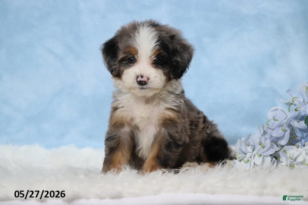 Mini Bernedoodle dogs for sale: Delfina - Ad 1