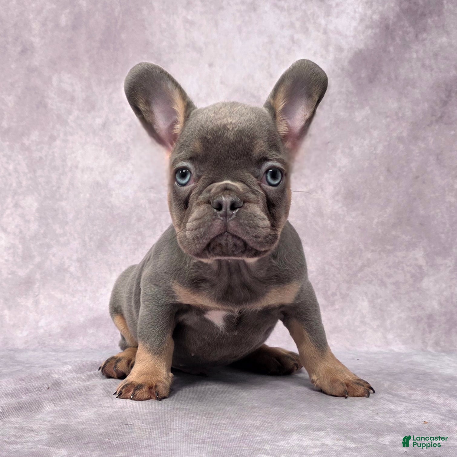 French Bulldog dogs Leo - Ad 24