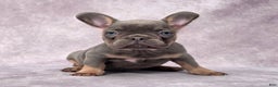 French Bulldog dogs for sale: Leo - Ad 1