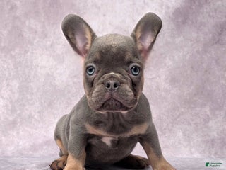 French Bulldog dogs Leo - Ad 41