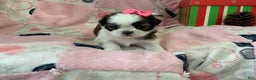 Shih Tzu dogs for sale: TINA - Ad 6