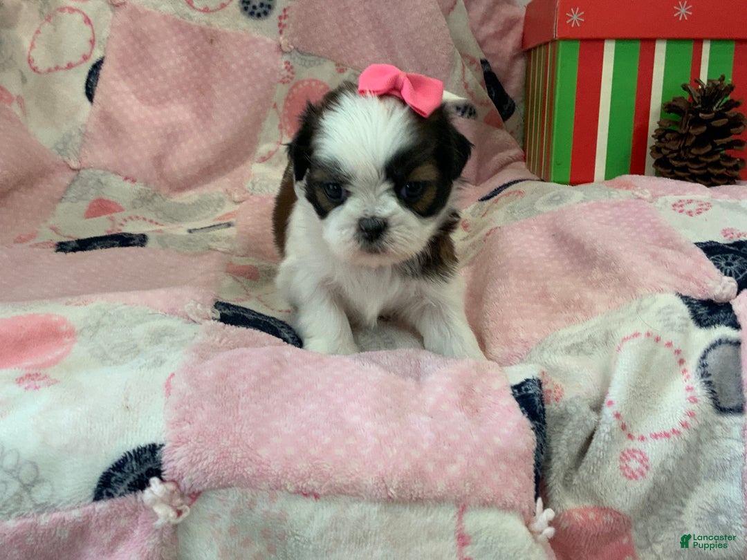 Shih Tzu dogs for sale: TINA - Ad 6