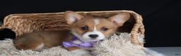 Welsh Corgi Pembroke dogs for sale: Holden - Ad 12