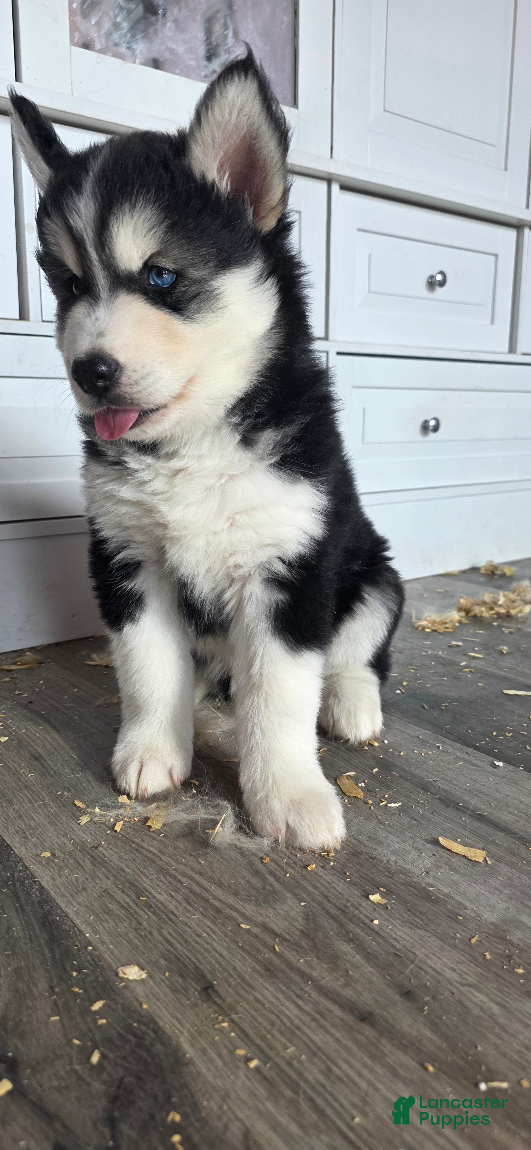 Siberian Husky dogs Luigi - Ad 2