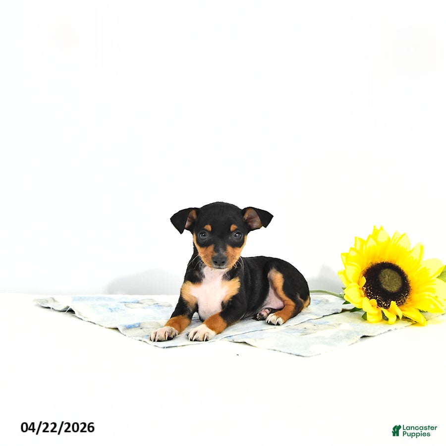 Miniature Pinscher dogs Jack       EXTRA SMALL - Ad 2