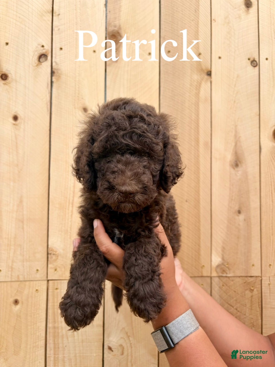 Mixed Breed dogs Patrick  - Ad 1