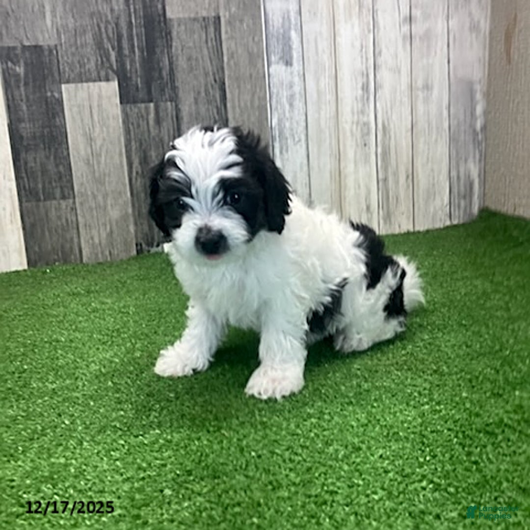 Maltipoo dogs for sale: Marla - Ad 5