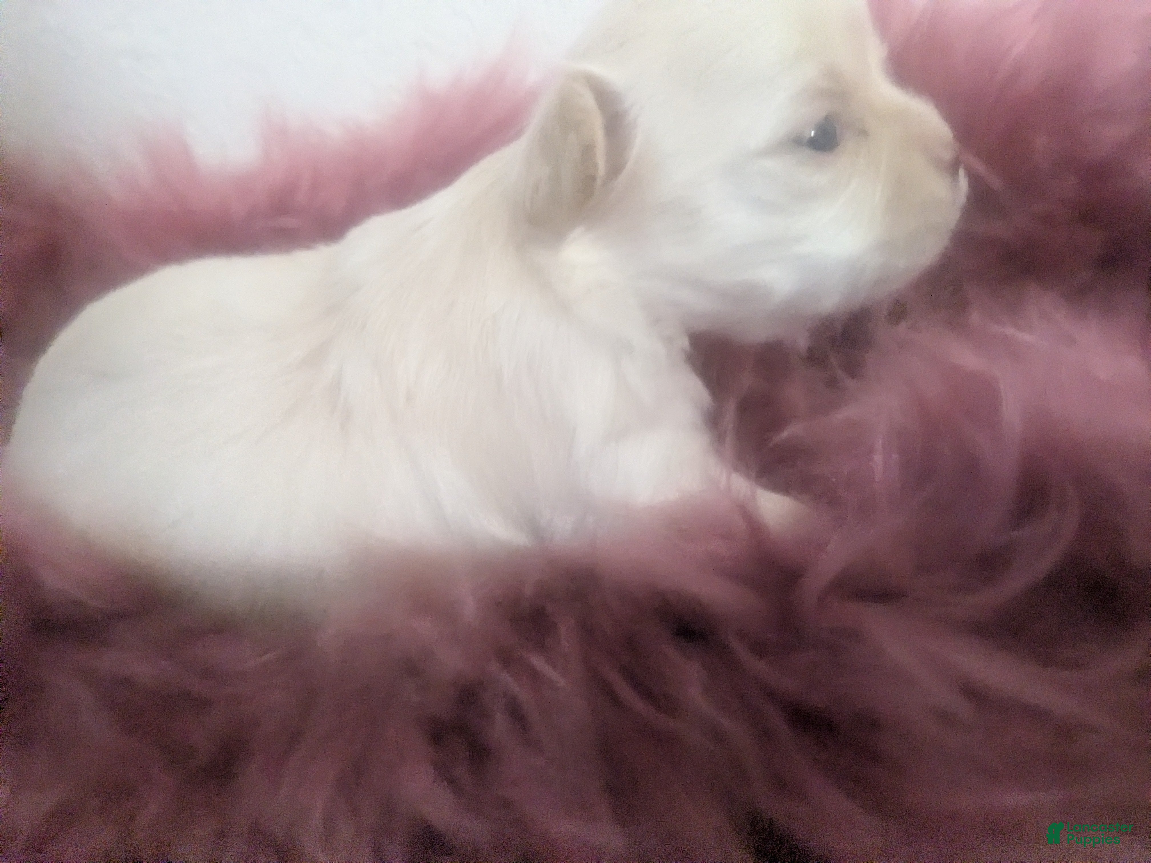 Chihuahua dogs Pearl Apple Head Long Coat Female   - Ad 7