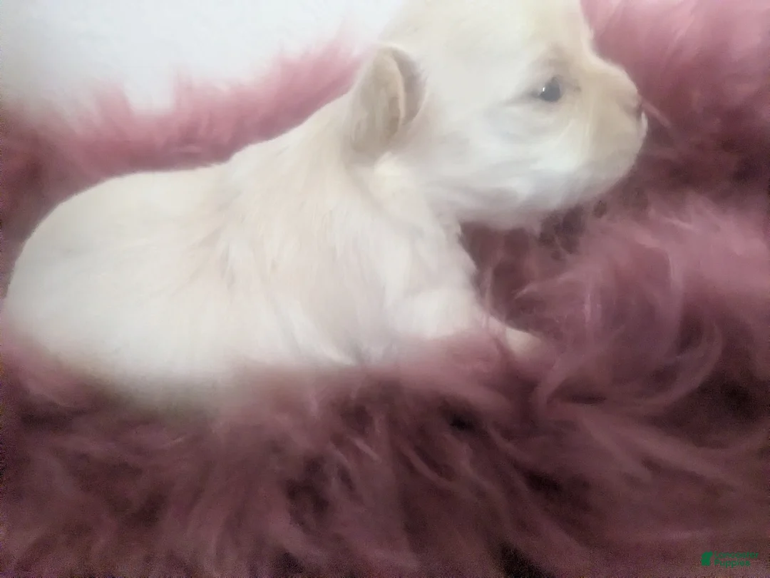 Chihuahua dogs for sale: Pearl Apple Head Long Coat Female   - Ad 1