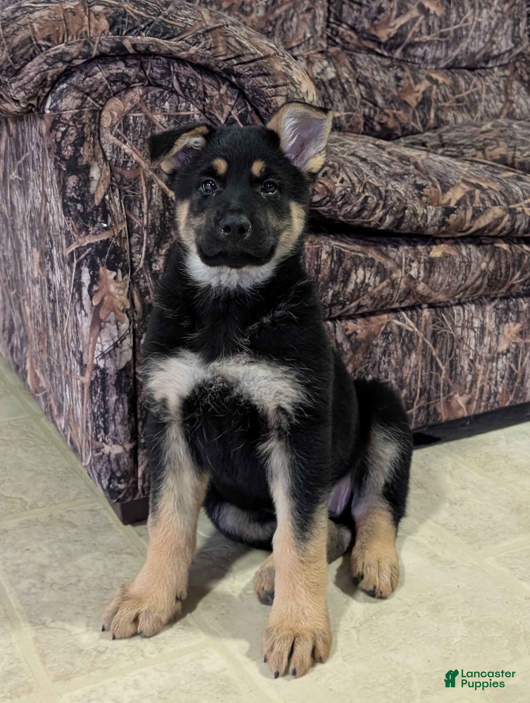 German Shepherd dogs Lucy - Ad 1