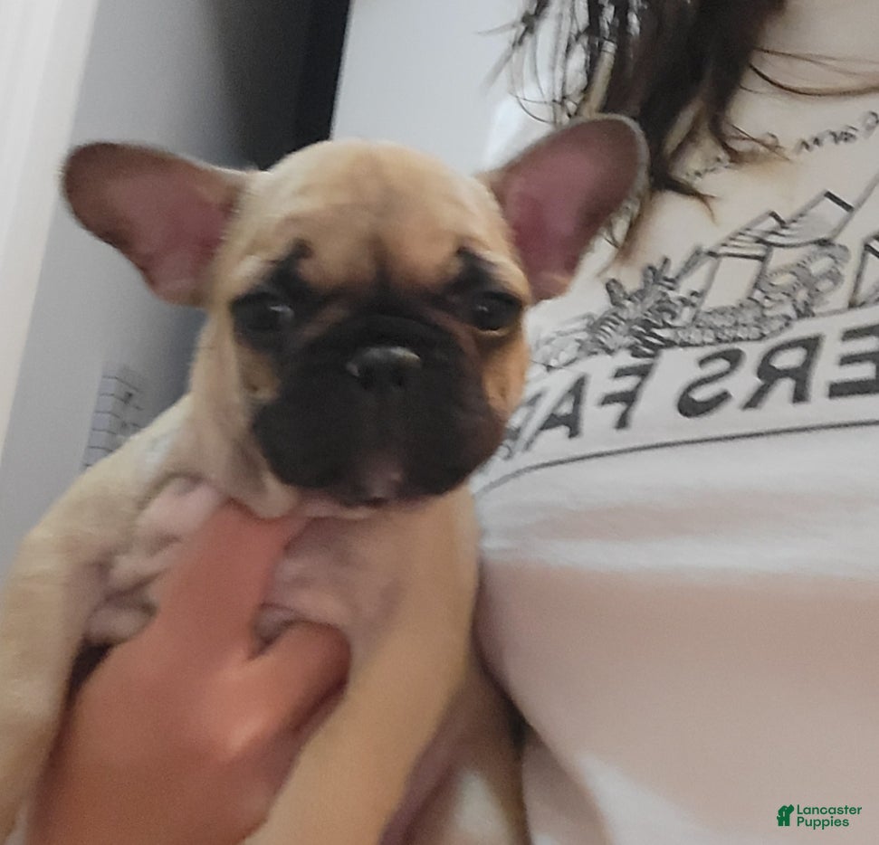 French Bulldog dogs French Bulldog Puppy 2 - Ad 30