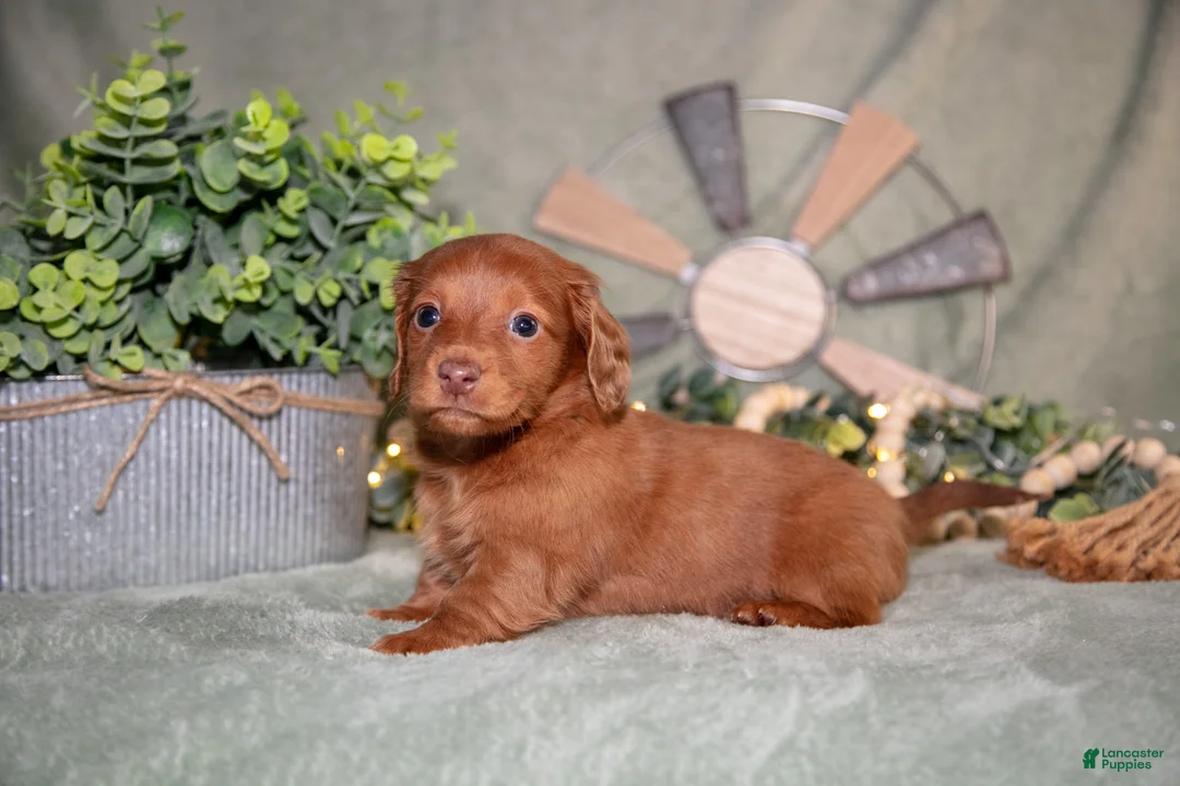 Miniature Dachshund dogs for sale: Frisky - Ad 1