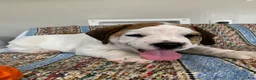 Beabull dogs for sale: Dillon - Ad 3