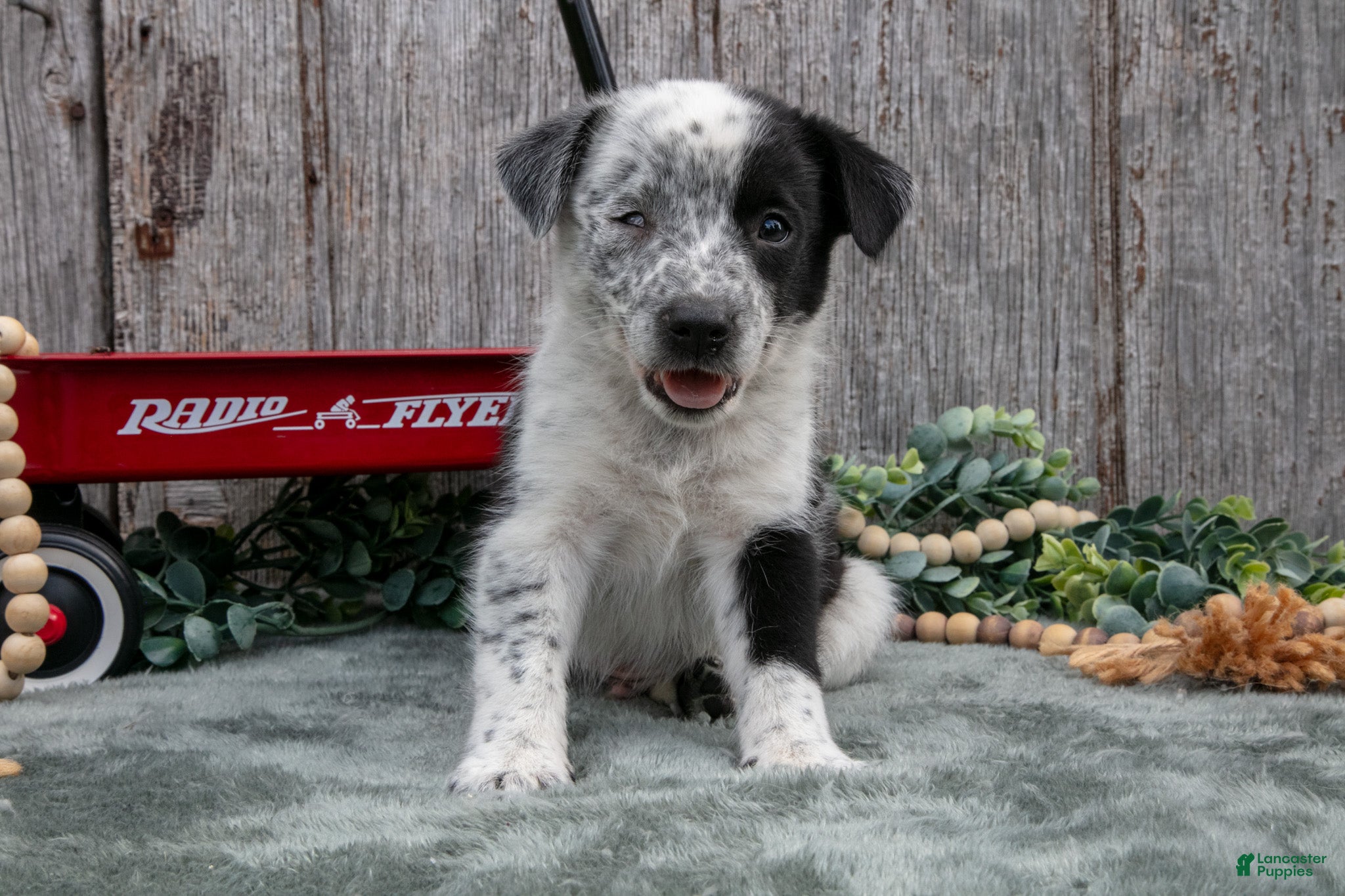 Mixed Breed dogs Sonny - Ad 1