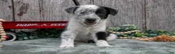 Mixed Breed dogs for sale: Sonny - Ad 1