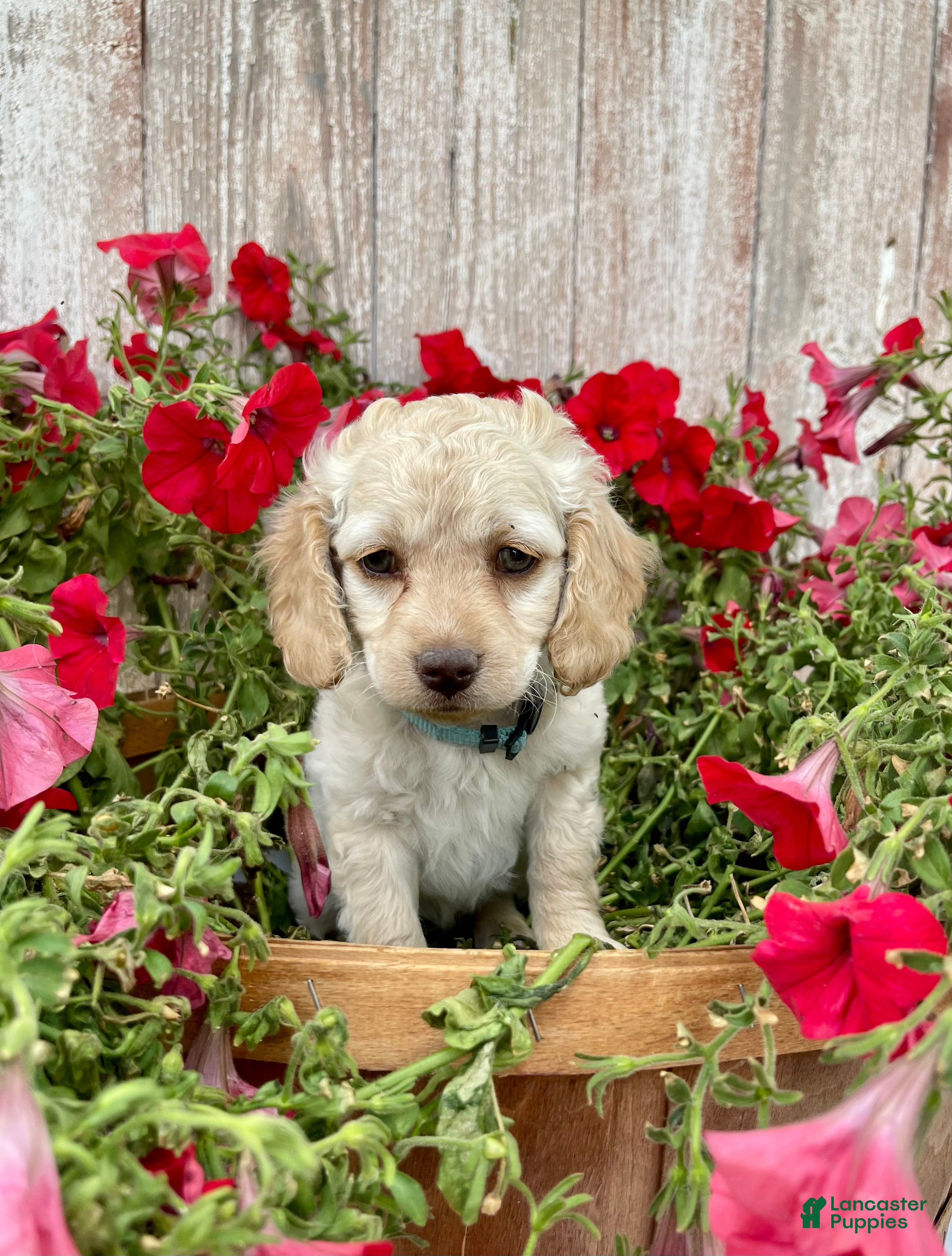 Cockapoo dogs Lily - Ad 1