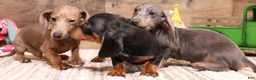 Miniature Dachshund dogs for sale: Snoopy - Ad 2