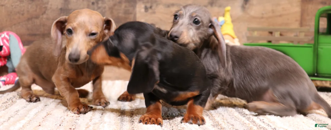 Miniature Dachshund dogs for sale: Snoopy - Ad 2