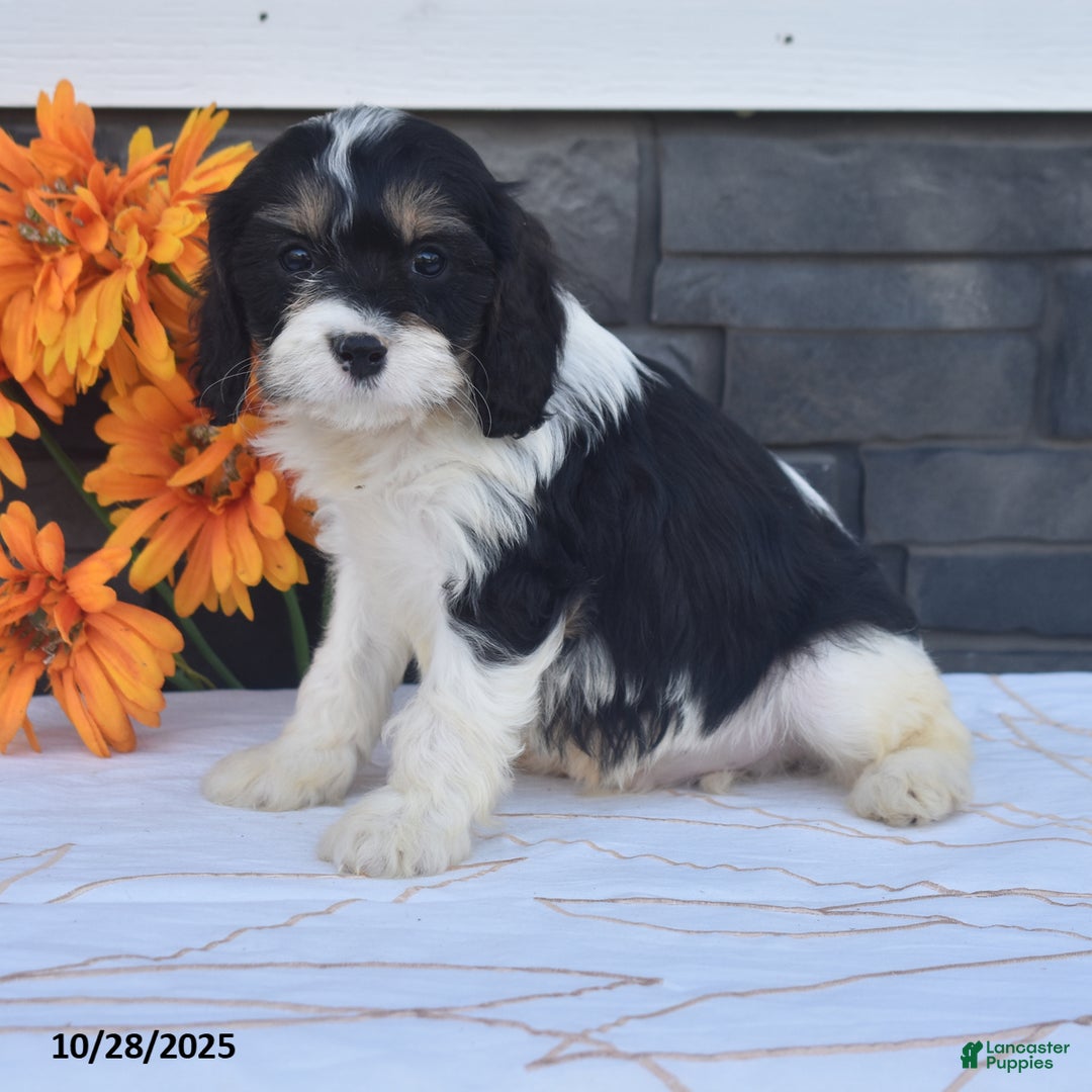 Cavapoo dogs for sale: Hank - Ad 3