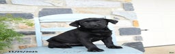Labrador Retriever dogs for sale: Coco  - Ad 1