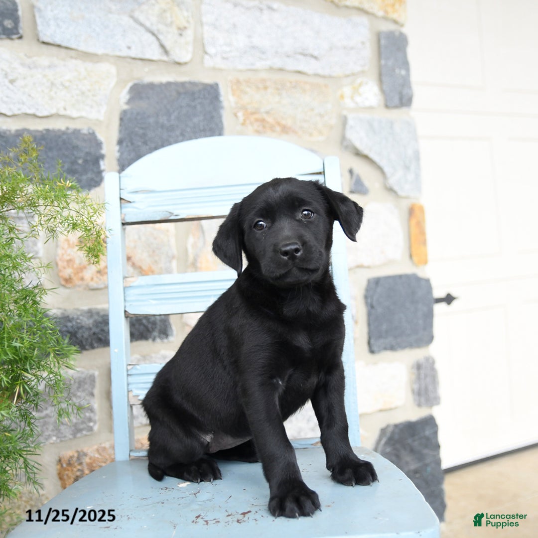 Labrador Retriever dogs for sale: Coco  - Ad 1