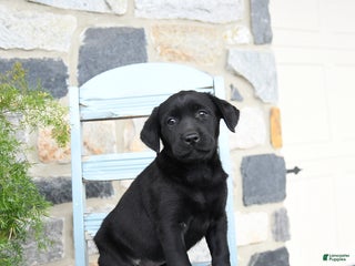 Labrador Retriever dogs Coco - Ad 38