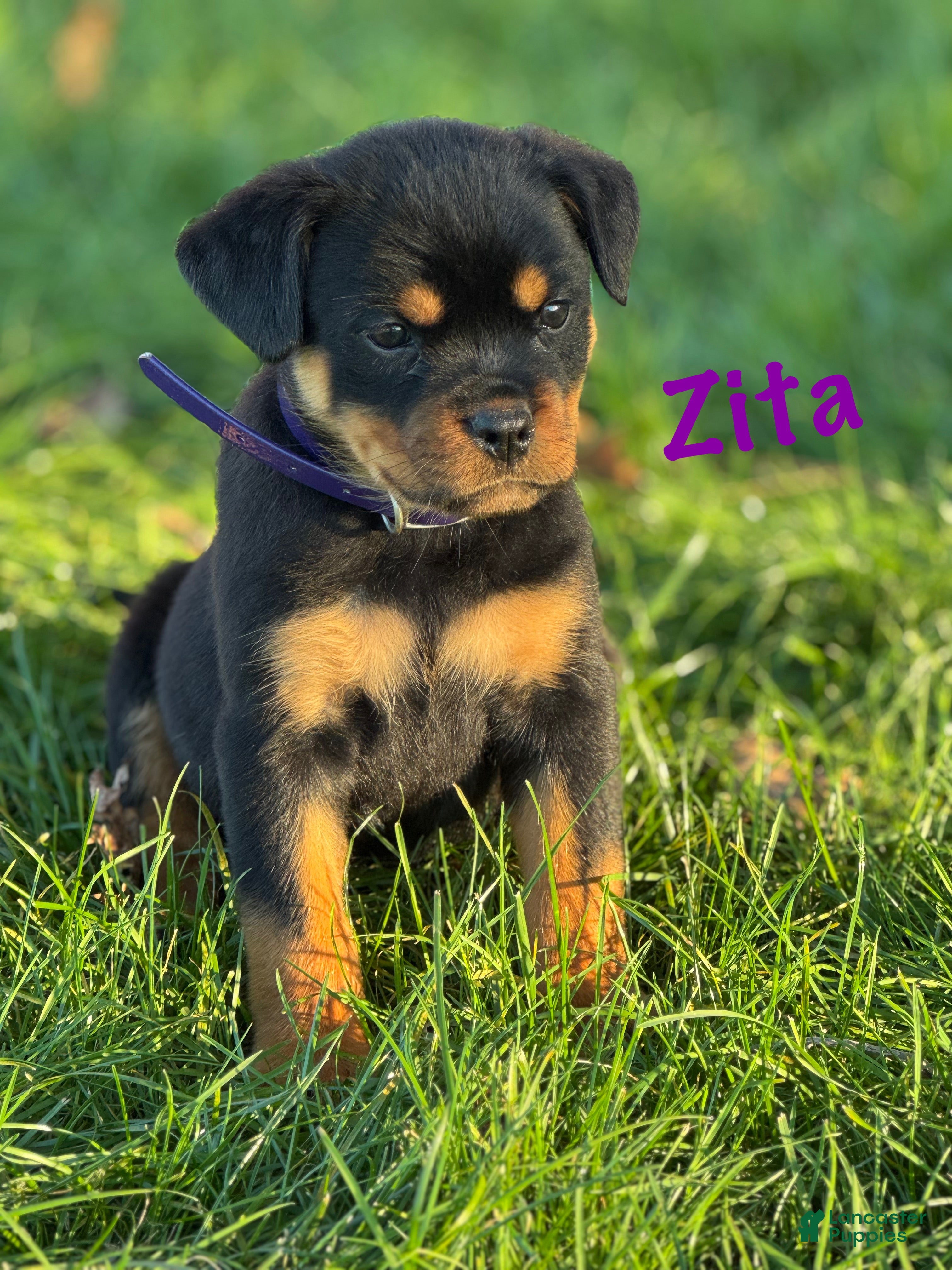 Rottweiler dogs for sale: Zita w LONG TAIL  - Ad 1