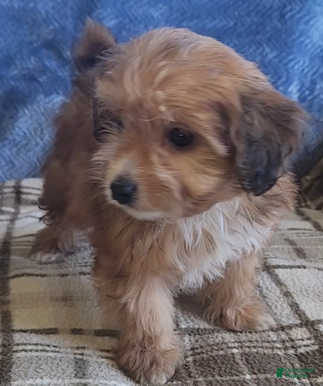 Mixed Breed dogs for sale: Molly - Ad 16