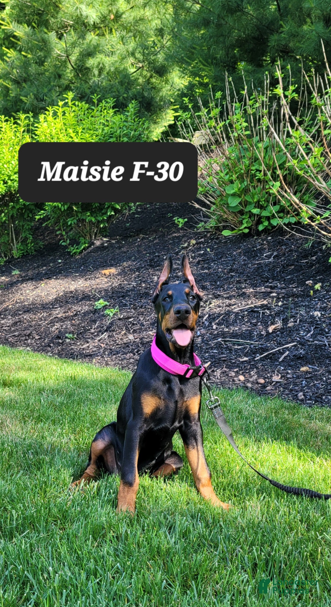 Doberman Pinscher dogs MAISIE  - Ad 33