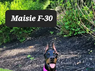 Doberman Pinscher dogs MAISIE - Ad 33