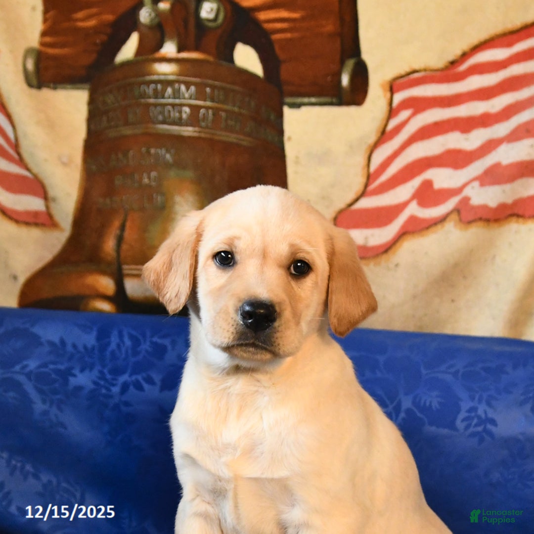 Labrador Retriever dogs for sale: Handsome - Ad 5
