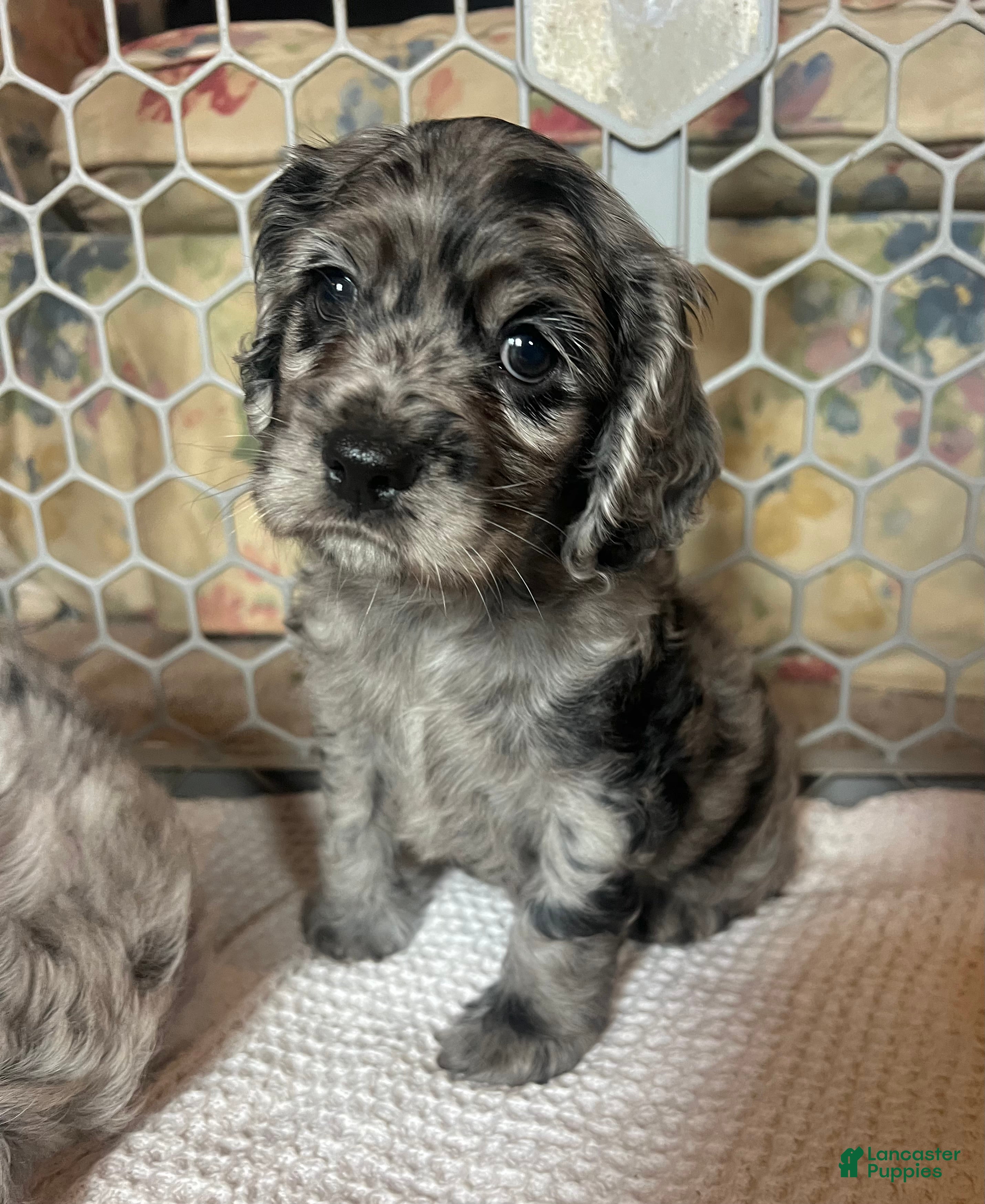 Cocker Spaniel dogs Gustav  - Ad 32
